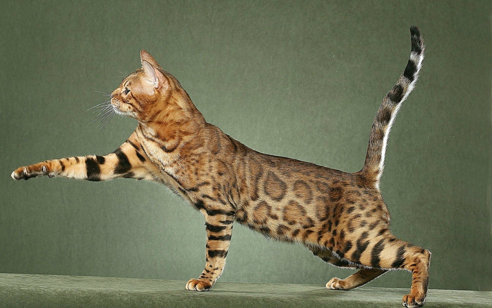 Серенгети: описание и характер кошек, особенности ухода