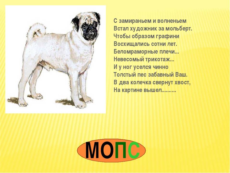 Порода собак мопс: здоровье, особенности содержания, плюсы и минусы породы | блог ветклиники "беланта"