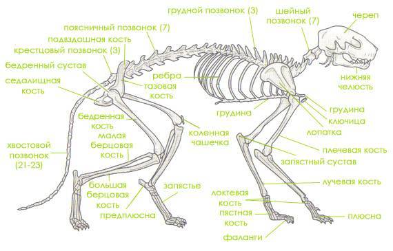 Анатомия кошки