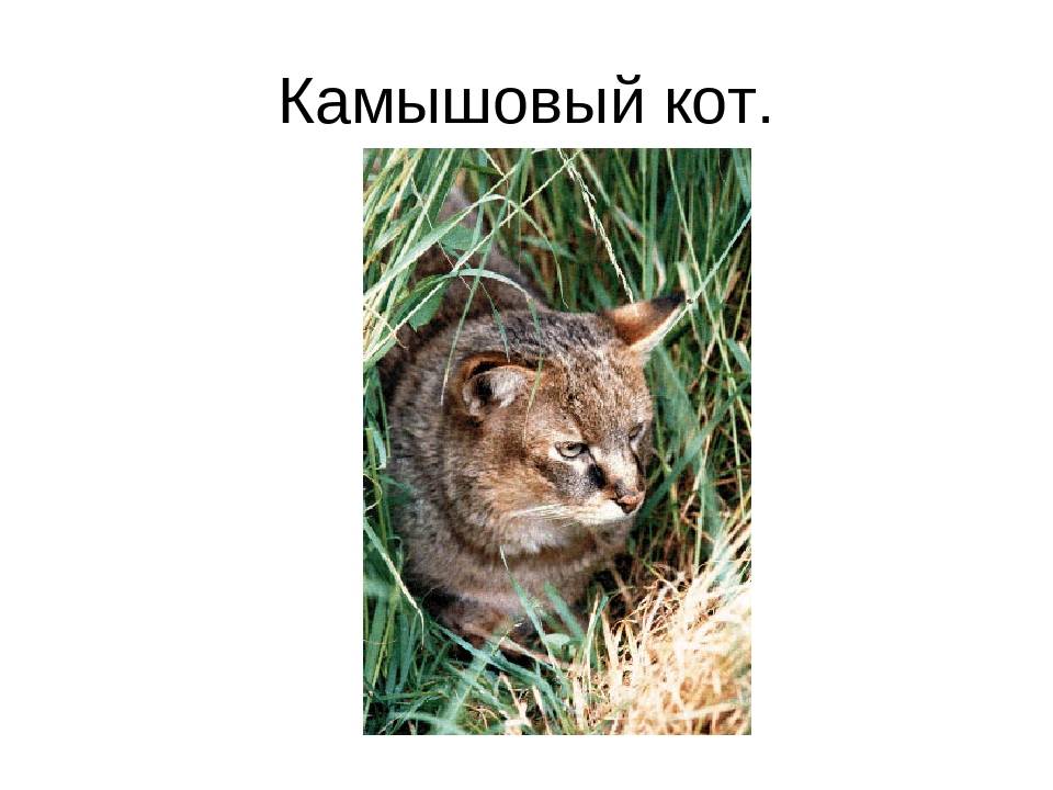 Камышовый кот (120 фото): интересные факты, внешний вид, окрас, размеры, особенности содержания и ухода