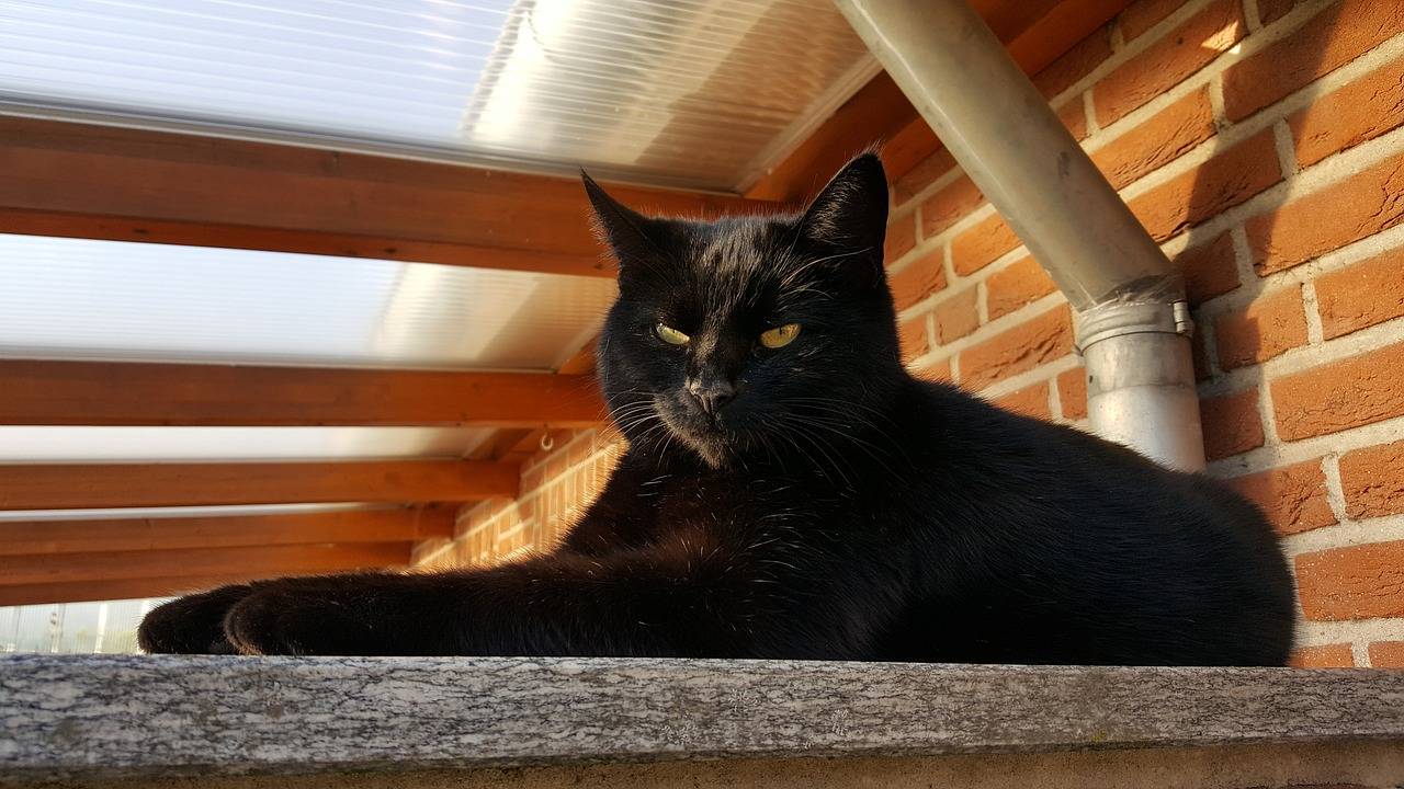 Приметы о черной кошке и суеверия: к чему пришла в дом, хорошо это или плохо, когда приблудилась и прибилась, почему забежала, что приносит, если завести?