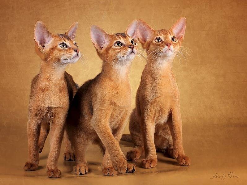 Абиссинская кошка