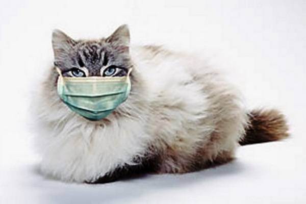 Ринотрахеит у кошек, симптомы и лечение