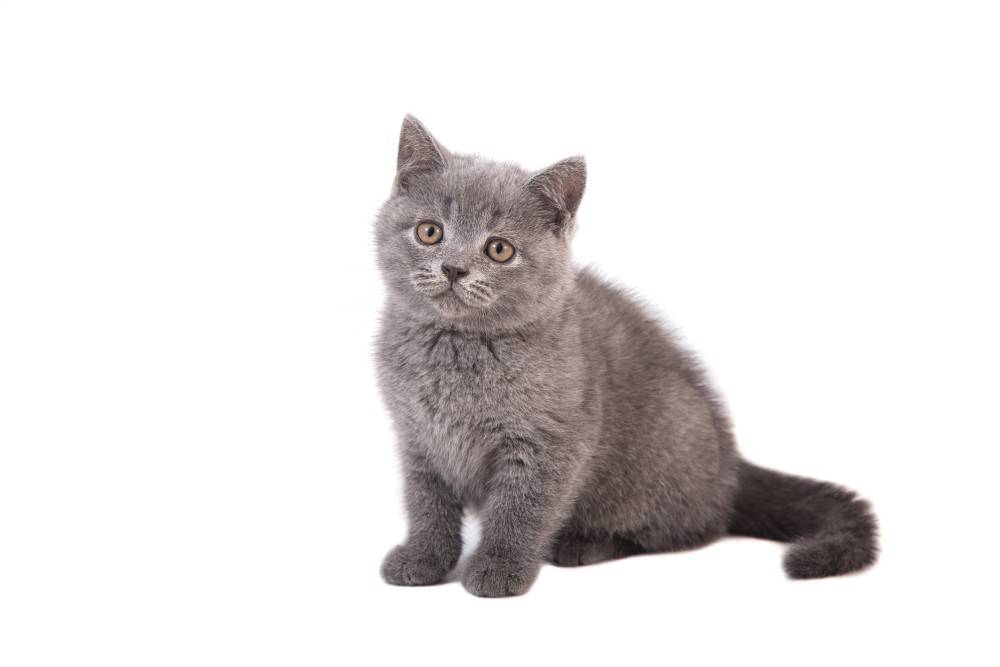 В каком возрасте можно кастрировать кота британца?