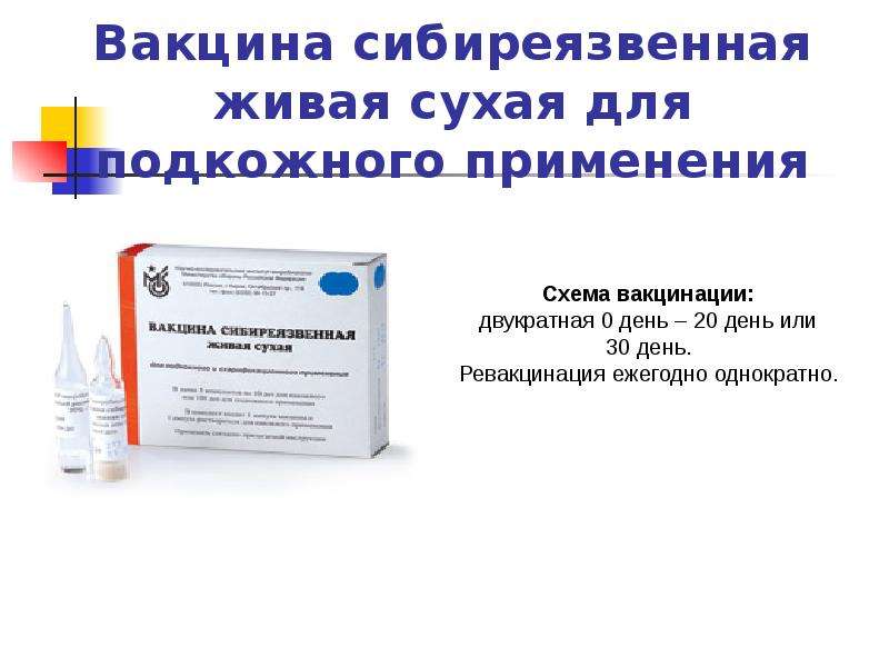 Вакцина против сибирской язвы инструкция