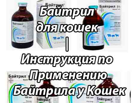 Препарат "байтрил" для кошек, собак, птиц (описание, инструкция) :: syl.ru