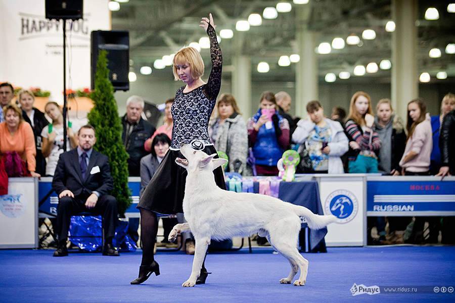 Титулы кошек wcf (выставочные классы, ринги и best in show (бест))