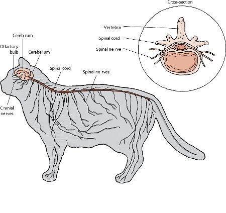Сердце кошки – строение, анатомия, фото