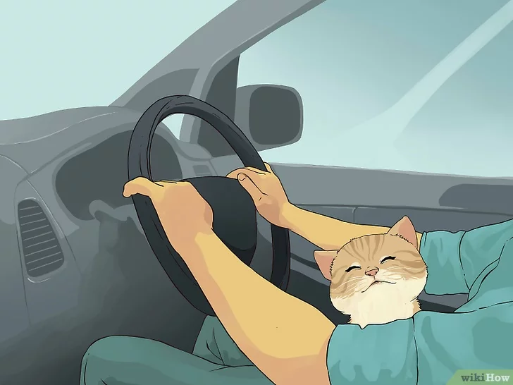 Как перевозить собаку, кошку, птицу, или правила перевозки животных в автомобиле