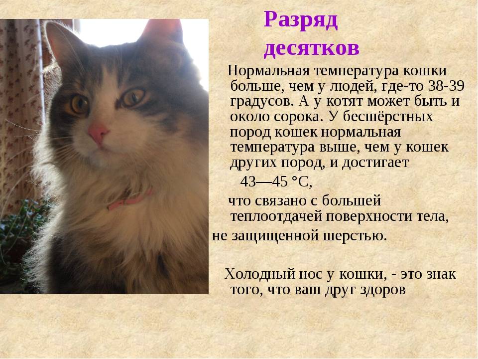 Температура тела - нормальная, повышенная и пониженная | университетская клиника