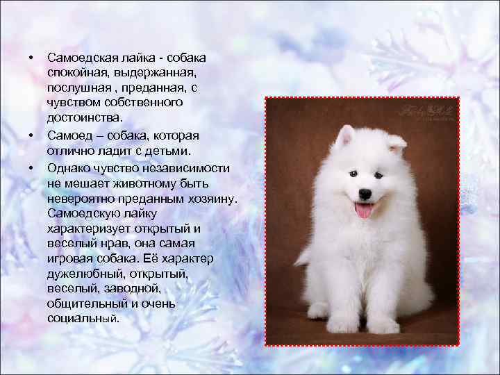 Самоедская лайка (самоедская собака) – энциклопедия о собаках