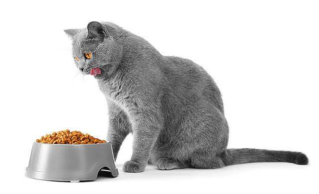 Как правильно выбрать корм для британской кошки?