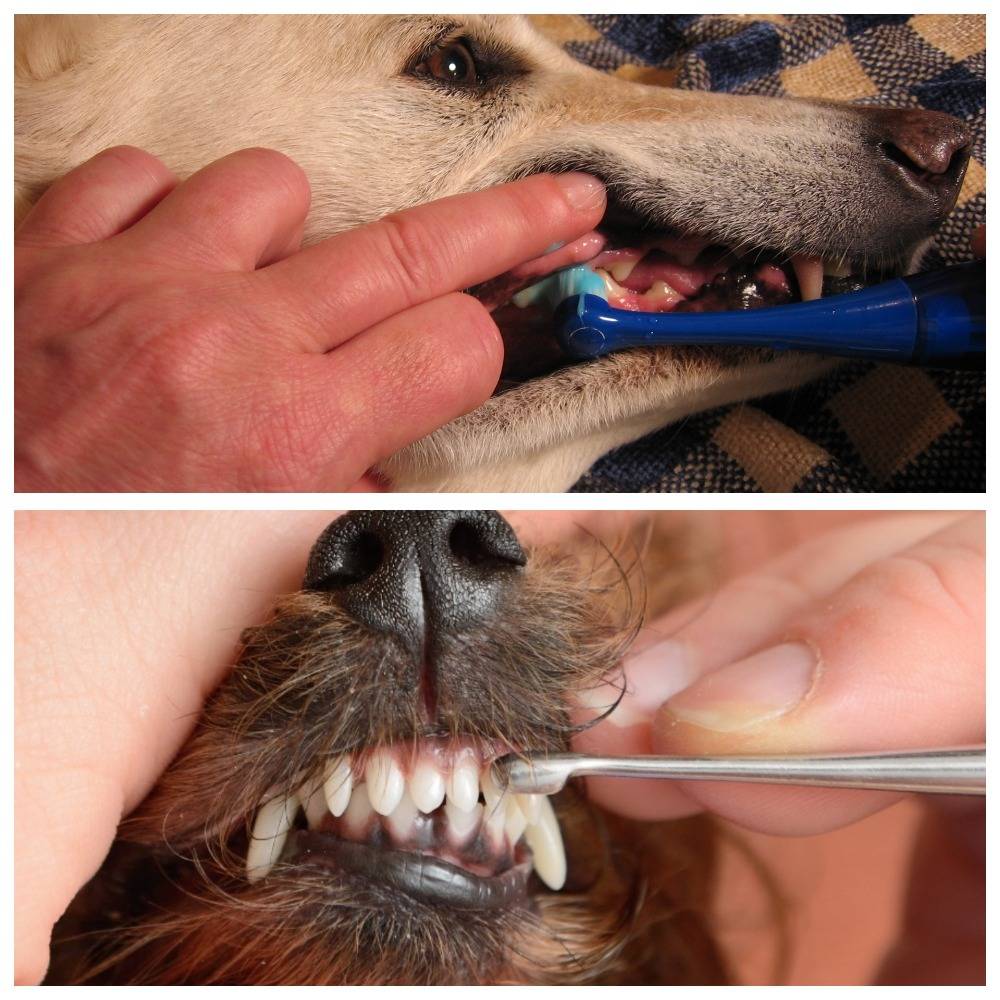 Чистка зубов собаке - советы ветеринаров как и чем можно почистить зубы собаке в домашних условиях