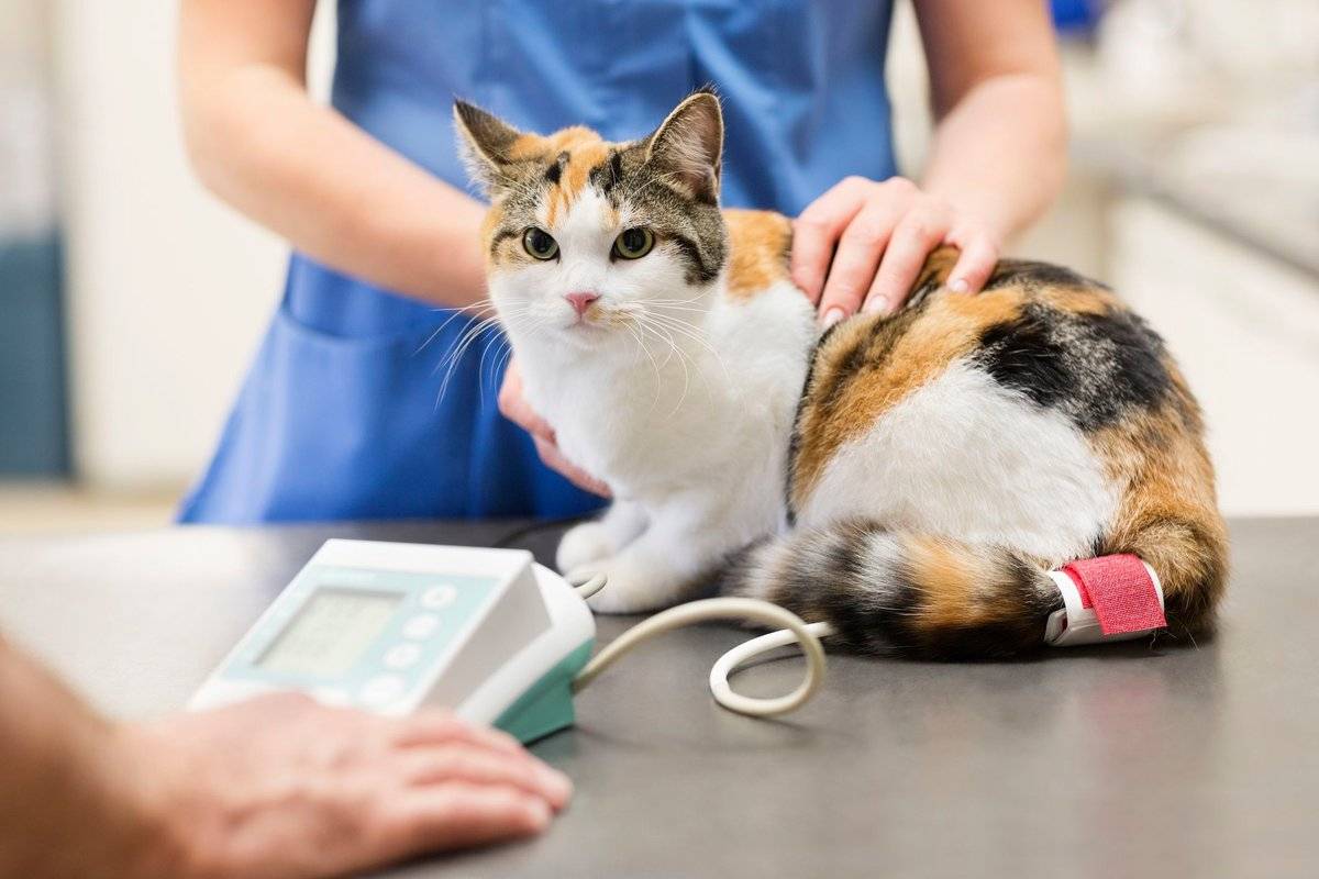 Мастопатия у кошек - причины, симптомы, лечение