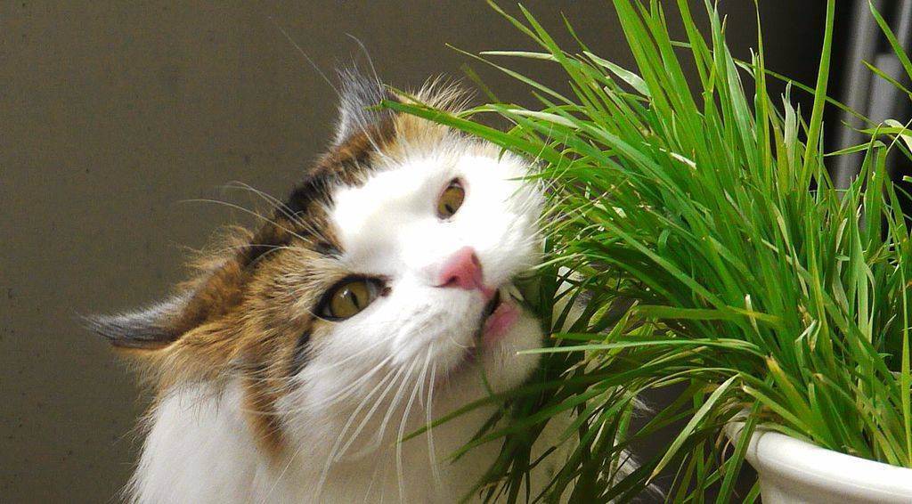 Обзор витаминов для кошек и котят: какие необходимы и как давать, отзывы