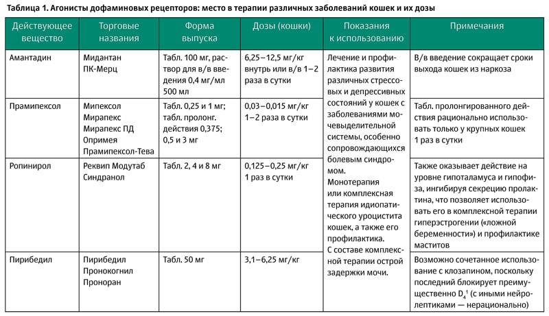 Кожные заболевания у кошек: виды и описание