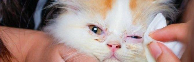 Конъюнктивит у кошек: как лечить воспалительный процесс в домашних условиях