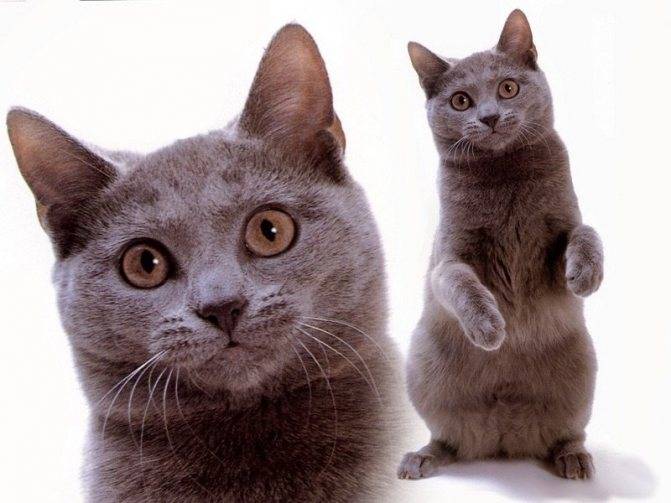 Самые популярные кошки: топ-20 пород с фото
самые популярные кошки: топ-20 пород с фото