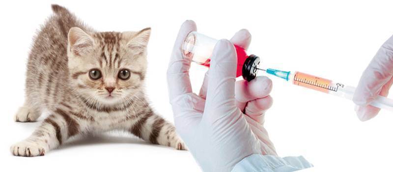 Какие прививки делать котятам