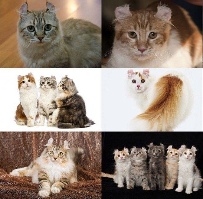 Американский керл-описание породы, характер, фото, цена котенка