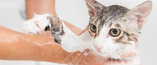 Нужно ли мыть домашних кошек