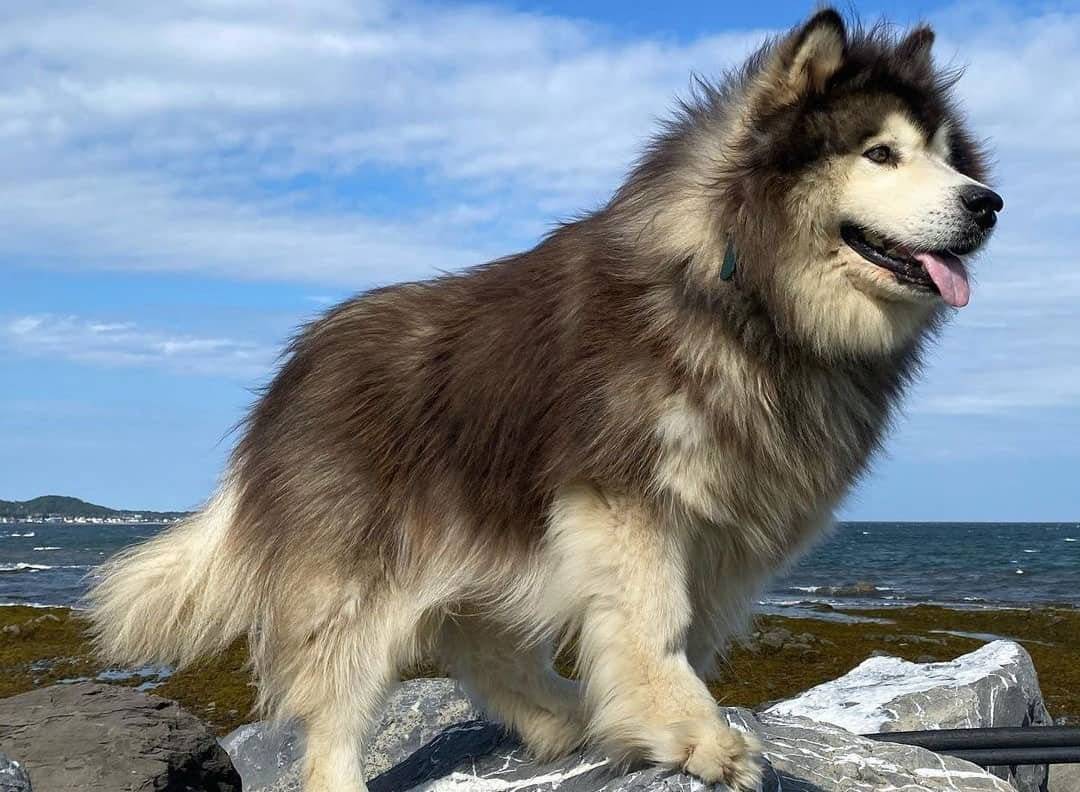 Аляскинский маламут фото взрослой собаки