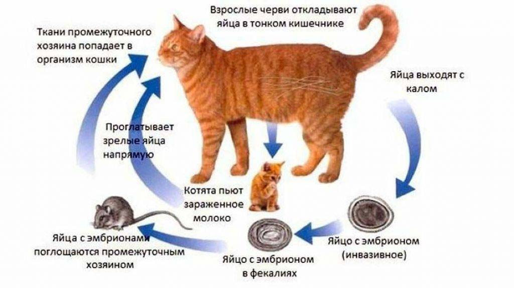 Фото глистов у кошек - какие паразиты живут у кошачьих