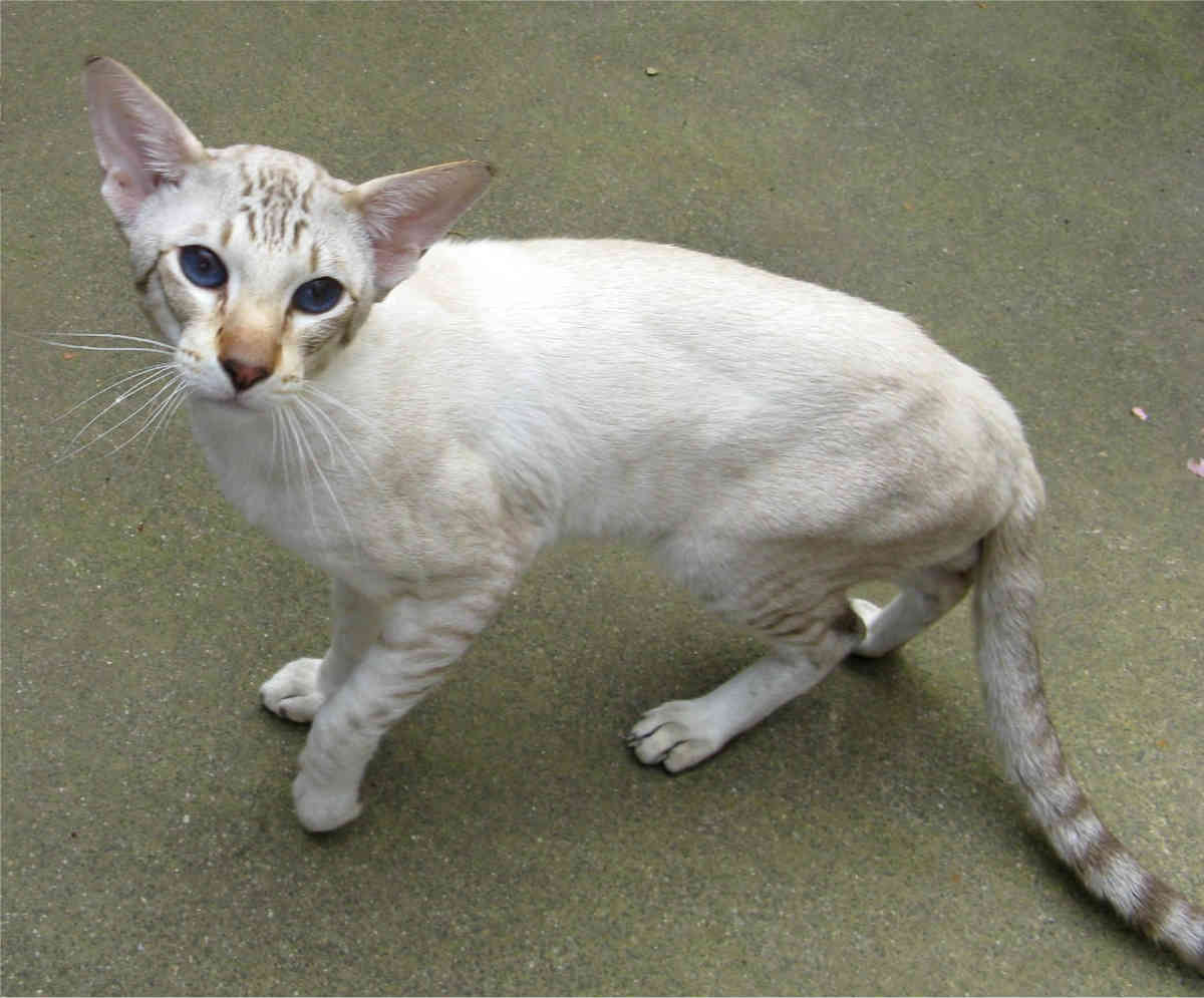 Сфинксы кошки: все виды лысых пород с описанием, фото и цена