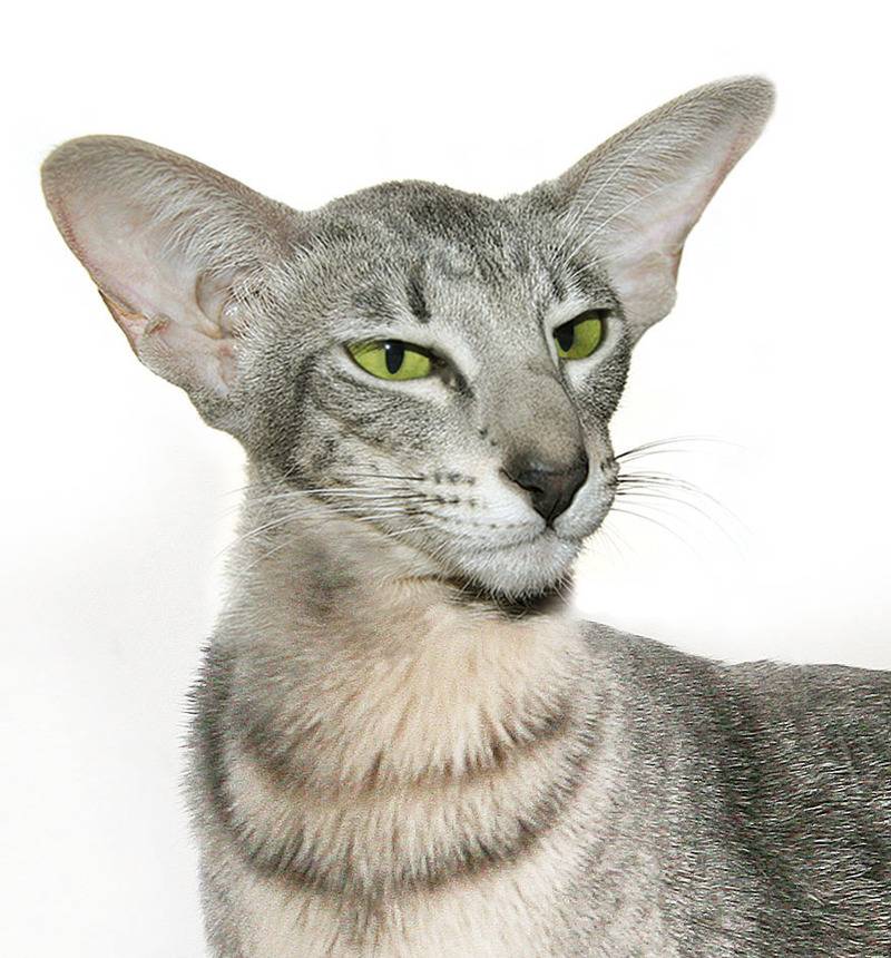 Мышиный котик: характеристика внешности кота и поведение пород кошек с большими ушами