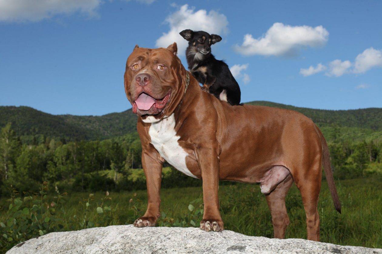 Самые сильные собаки в мире – список, описание, фото и видео