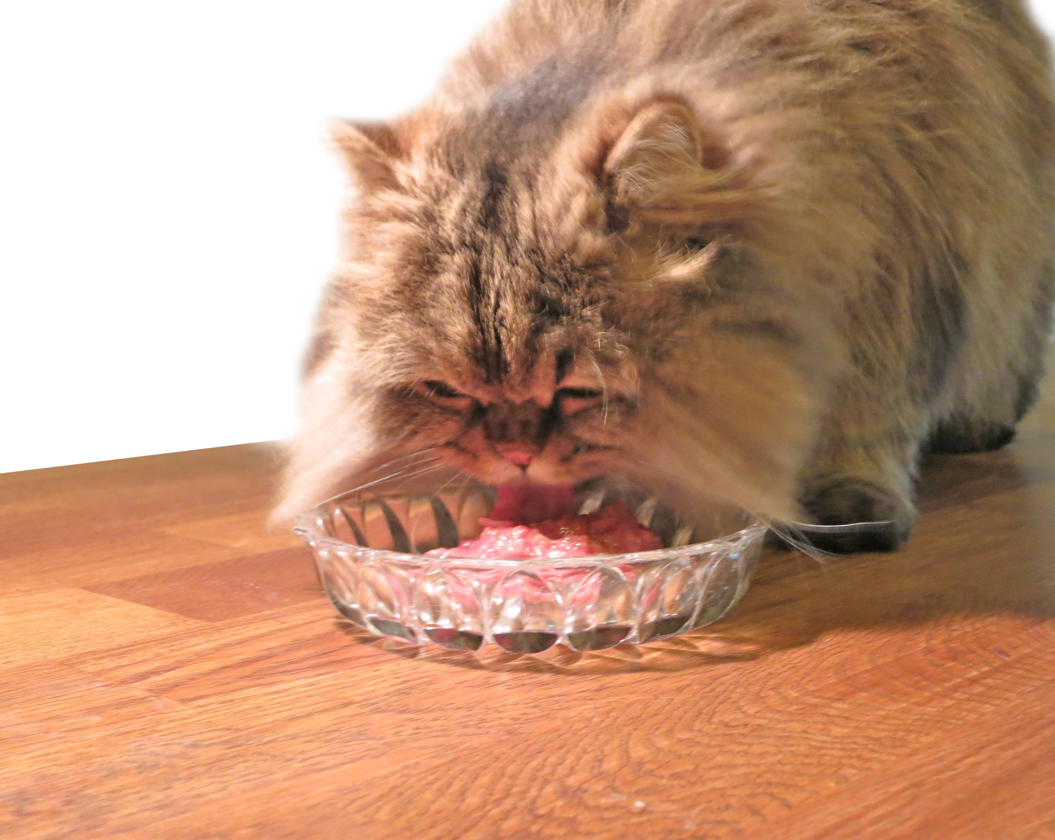 Кошачья полифагия — или почему ваша кошка постоянно хочет есть?