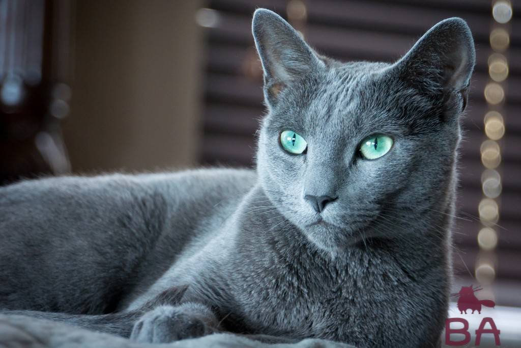 Черные кошки с зелеными глазами: породы, генетика окраса