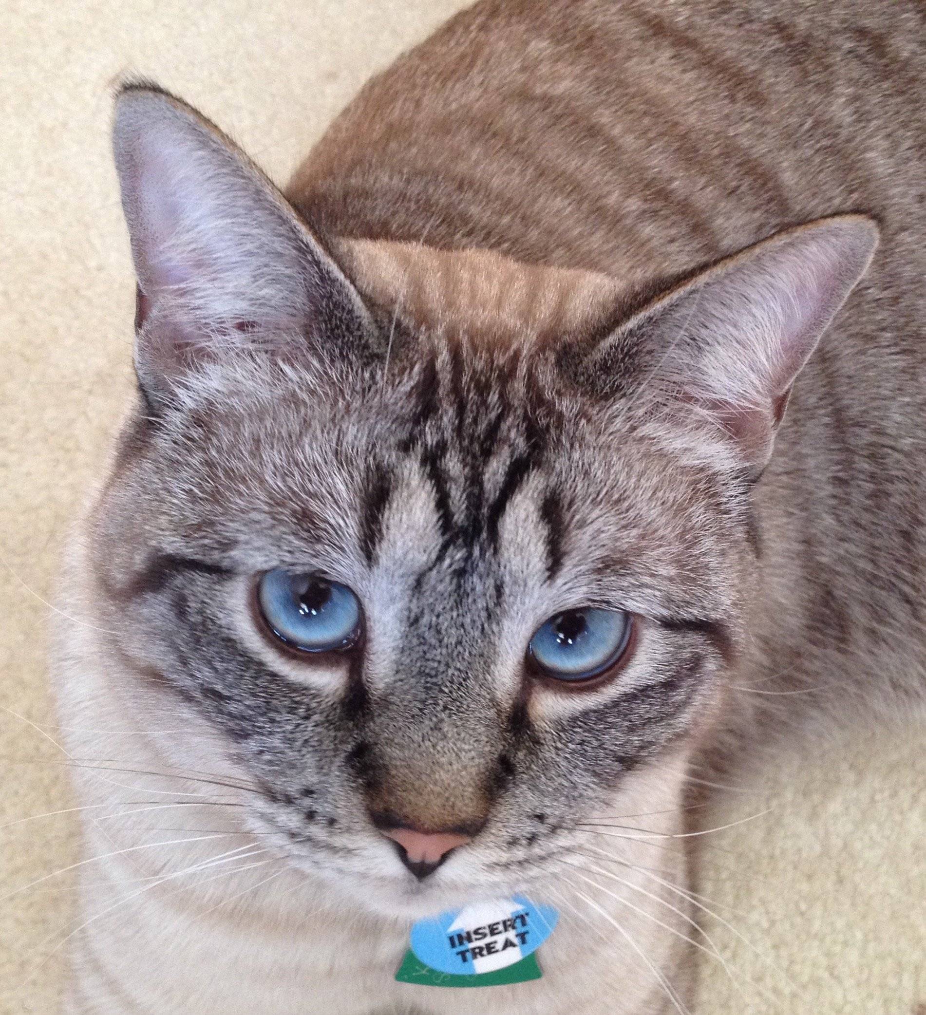 Топ-10 пород кошек с окрасом табби (17 фото). интересные факты об окрасе табби у котов