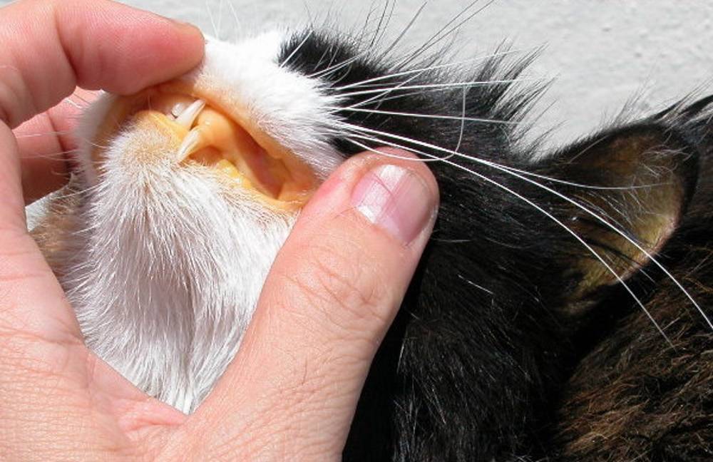 Гепатит у кошек как лечить - муркин дом