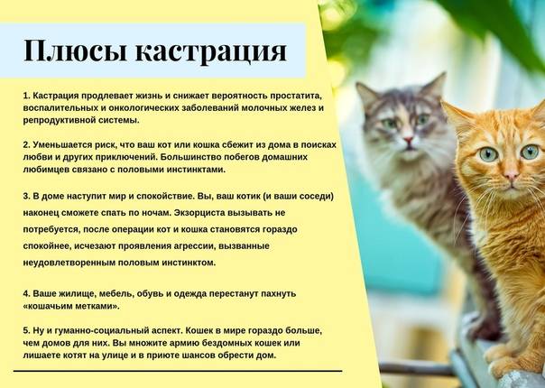Кастрация котов и кошек: отзывы владельцев, особенности проведения процедуры, на что обратить внимание