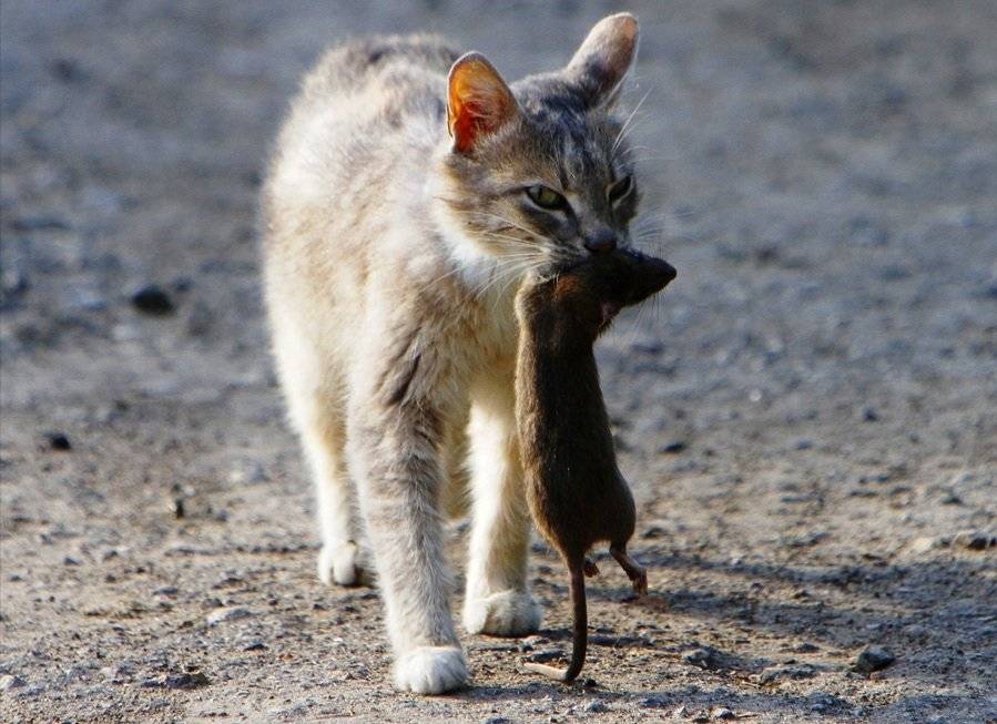 Кошки-крысоловы: что о них нужно знать