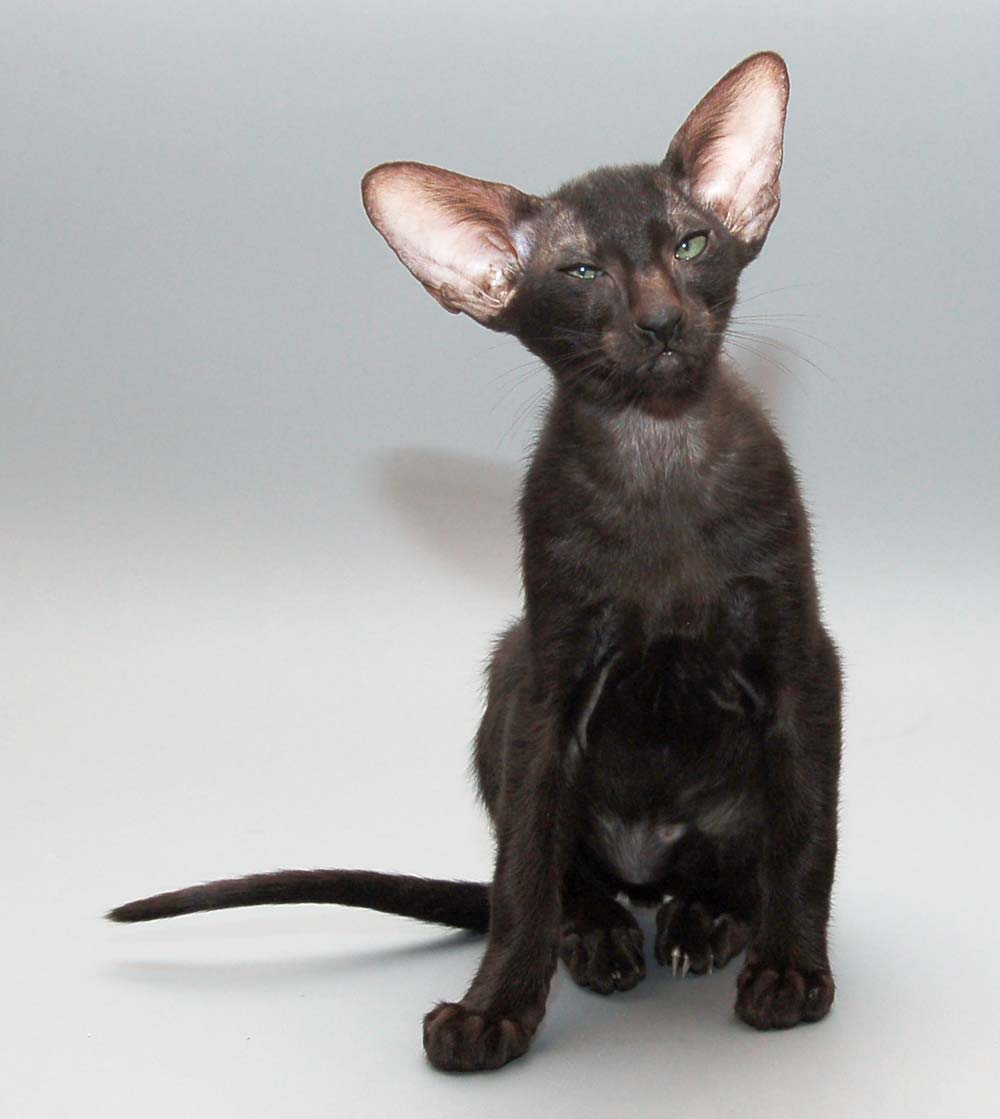 Рассмотрите фотографии кошки породы ориентальная. Сиамо-ориентальные кошки. Ориентальная длинношерстная. Черный ориентальный кот. Кот породы Ориентал.