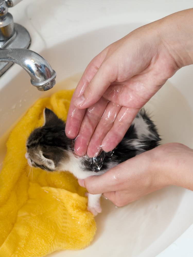 Можно ли мыть котенка: новорожденного, маленького, в 1, 2, 3 месяца, дегтярным, детским или хозяйственным мылом? | любимый питомец