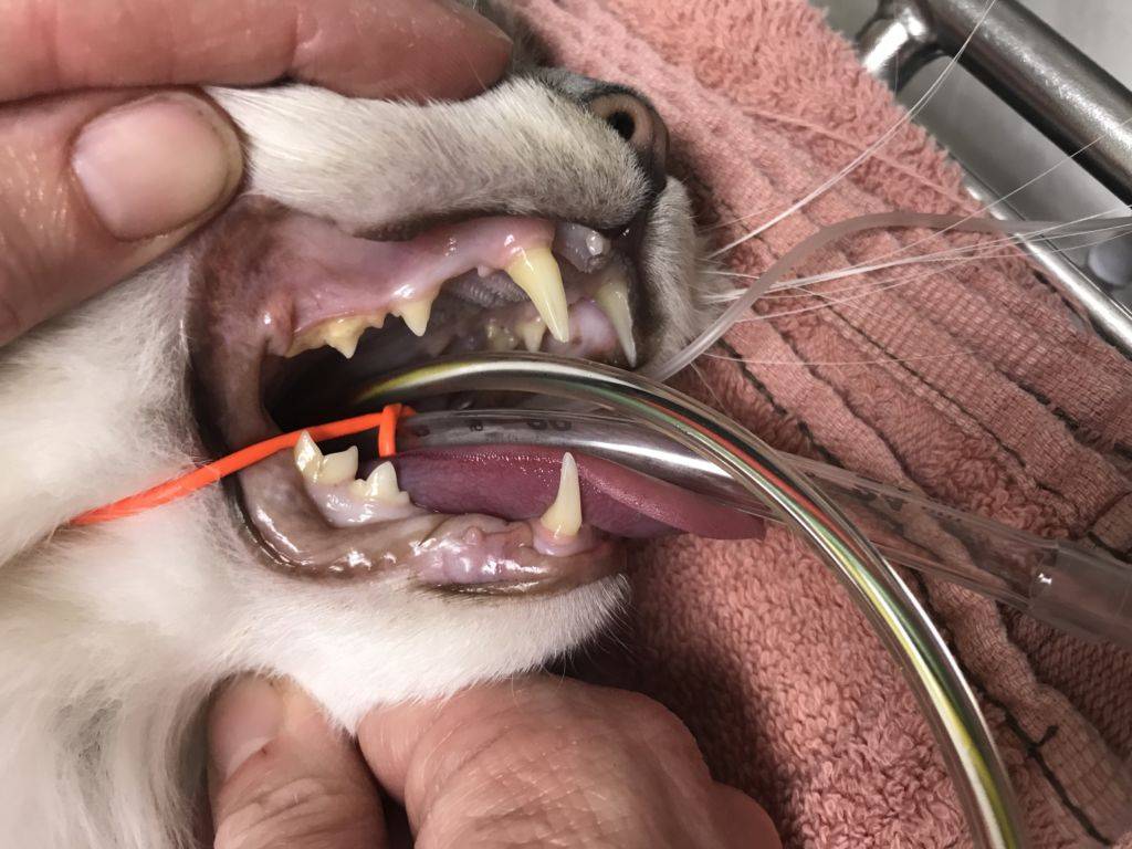 Зубной камень у кошек – признаки и способы лечения