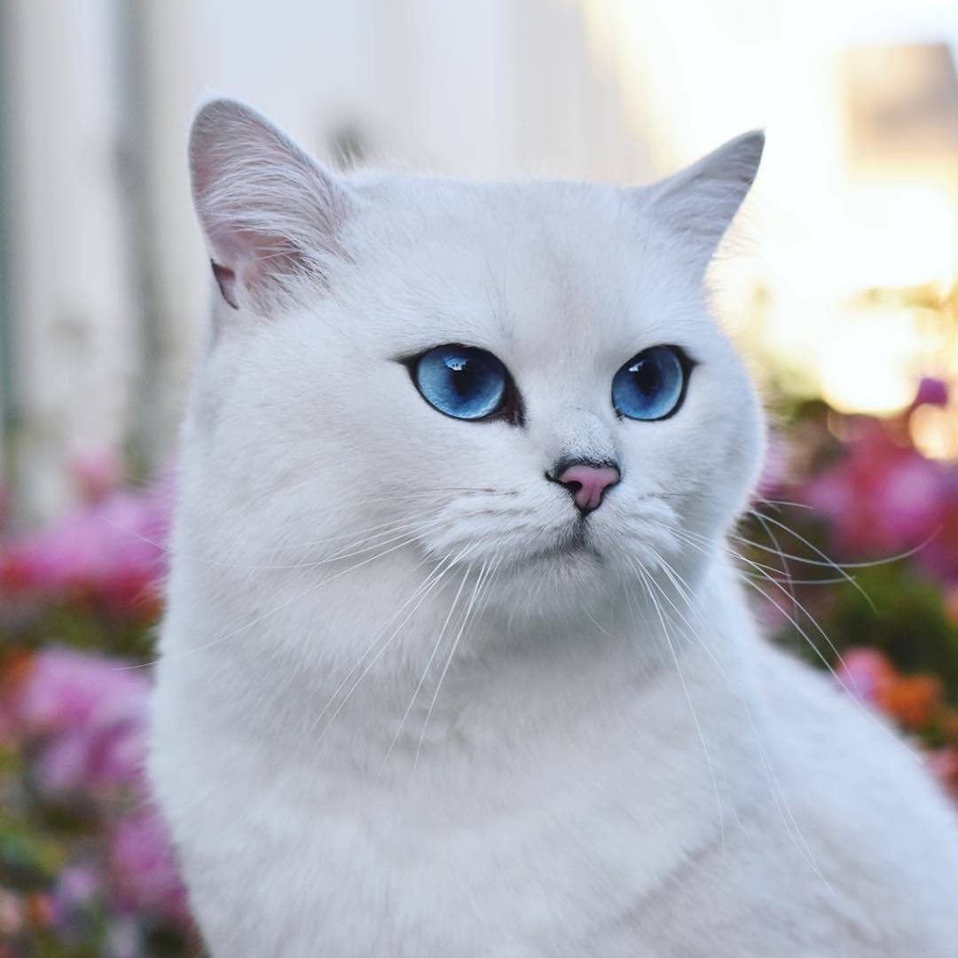 Кошка С Голубыми Глазами Порода