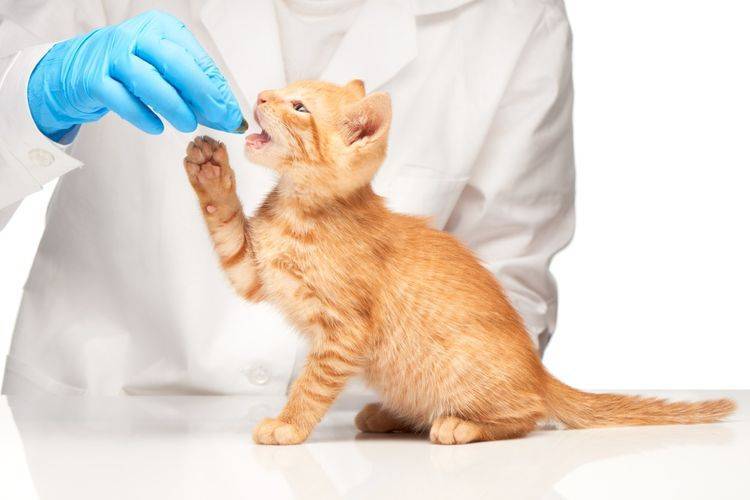 Как правильно дать кошке таблетку от глистов