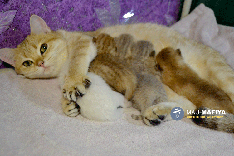Беременность у кошек: срок, признаки и грамотный уход - kot-pes ' кошки '