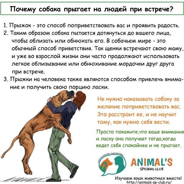 ᐉ как избавить собаку от пугливости - ➡ motildazoo.ru