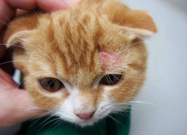 Как и чем лечить лишай у кошки в домашних условиях быстро: шампунь, уколы, инъекции, спрей, таблетки, народные стредства