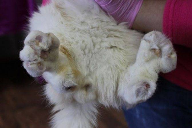 Ушиб хвоста у кошки симптомы и лечение