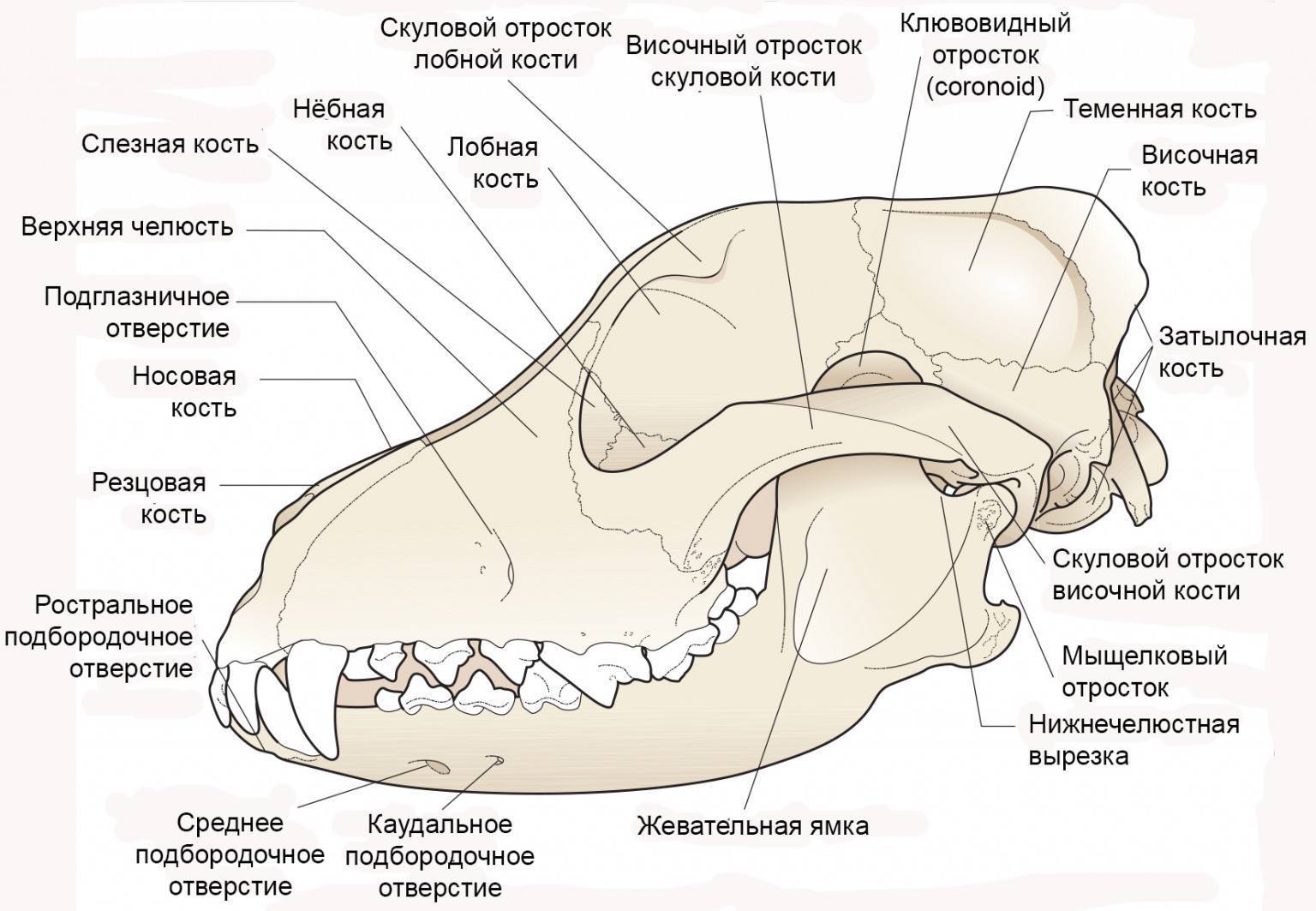 Как выглядит скелет собаки: строение тела и конечностей