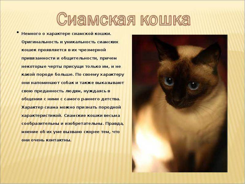 Сиамская кошка: описание породы, характер, фото сиамской кошки