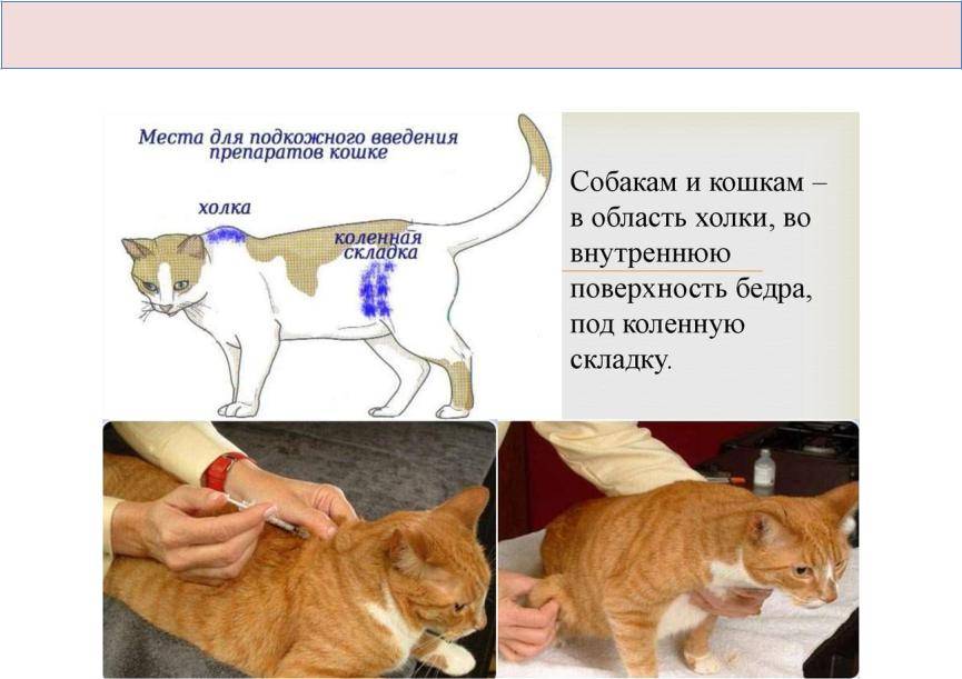 Как сделать укол кошке в холку?