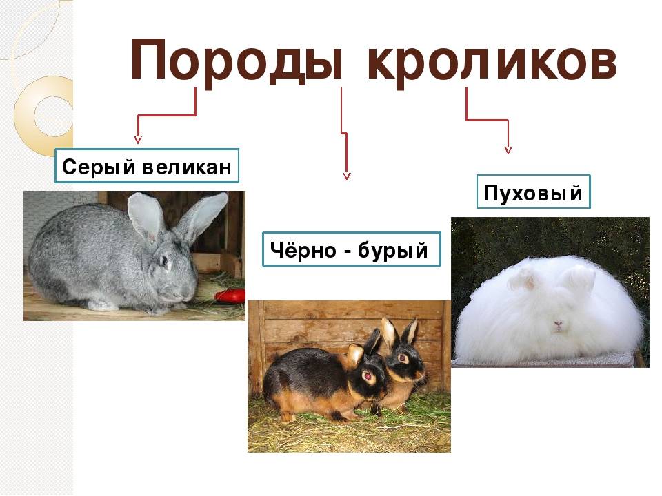 Кролики породы серый великан: описание, содержание и разведение