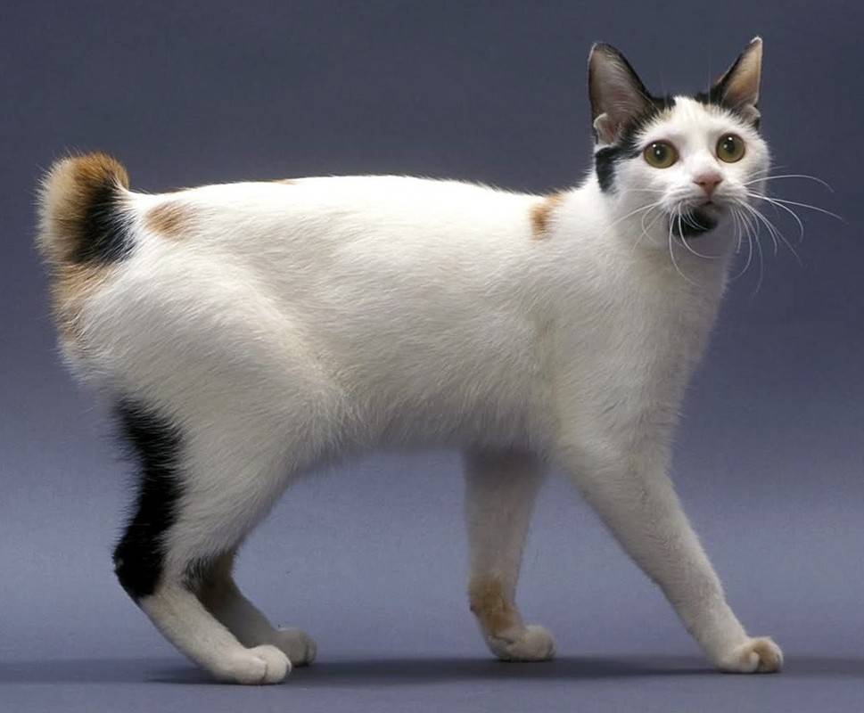 Породы котов с длинным хвостом: описание и фото